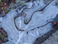 Eisstruktur in Wellenform in Pfütze am Wegrand